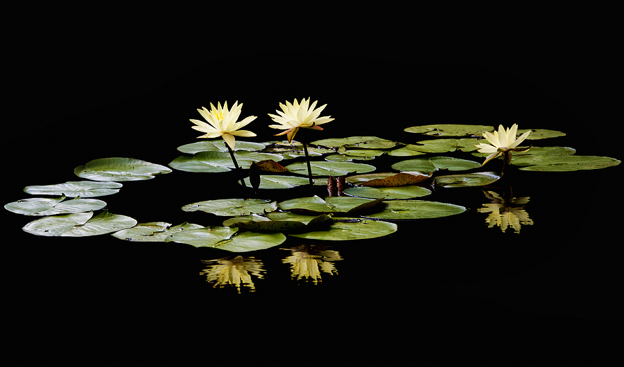 Yellow Water Lilies Photograph by Steven Michael