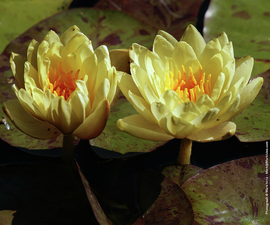 Yellow Water Lillies Photograph by Mark Ivins