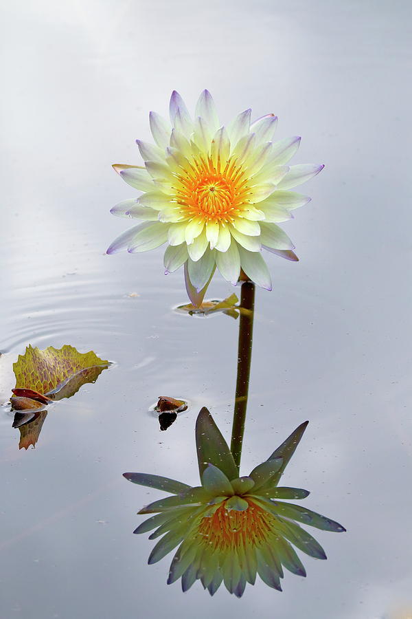 Flowers Still Life Photograph - Yellow And White Water Lily Reflection by Daniel Caracappa
