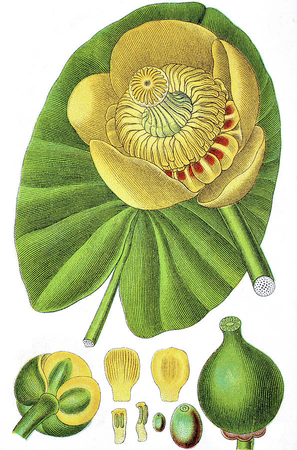 Yellow Waterlily, BrandyBottle, Nuphar lutea Drawing by Bildagentur