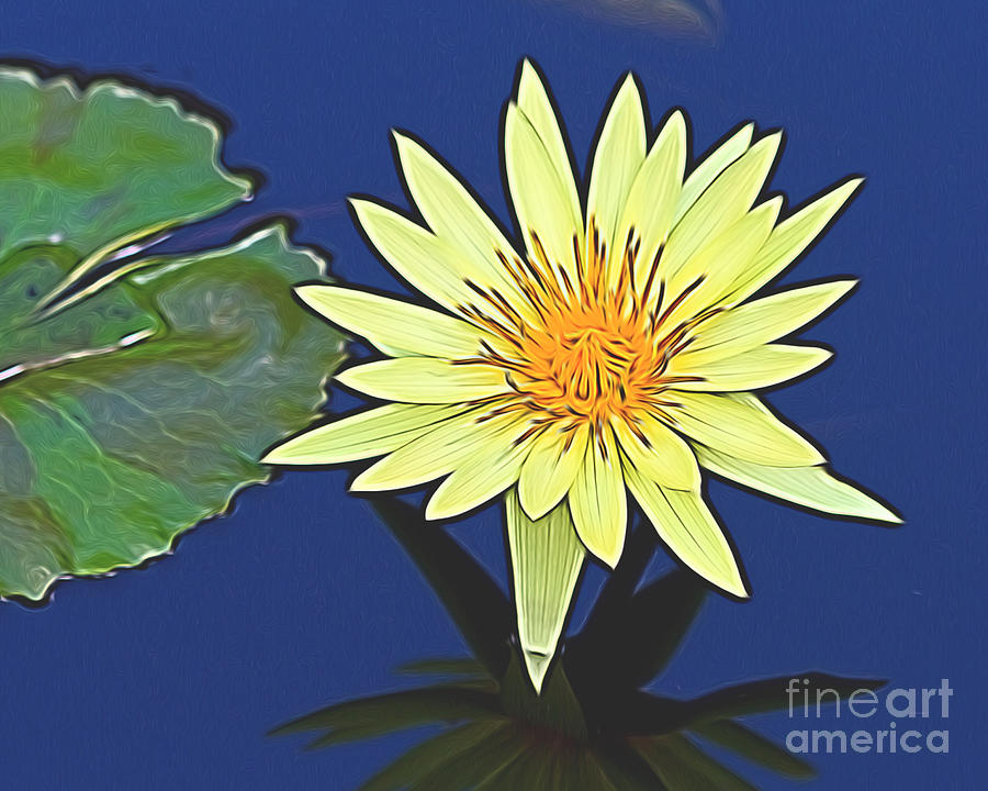 Lily Photograph - Yellow Water Lily Cartoon by Terry Weaver