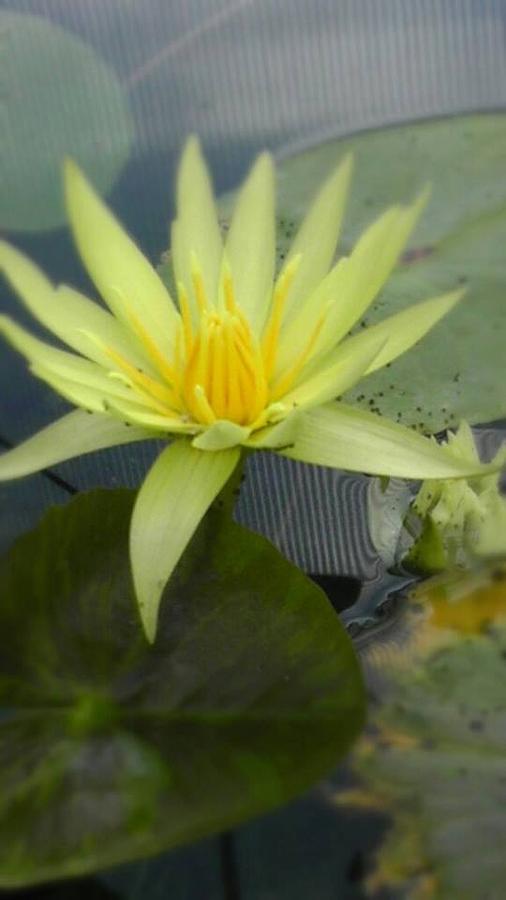 Claude Monet Photograph - Yellow Water Lily by Charlotte Gray