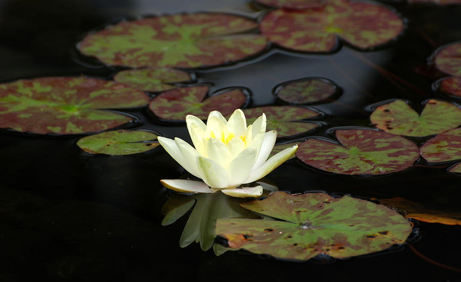Yellow Water Lily Photograph by Douglas Pike
