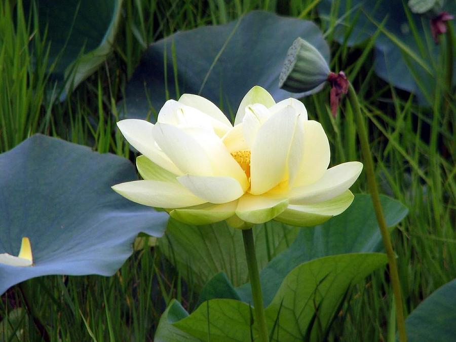 Yellow Water Lily Photograph by Farol Tomson