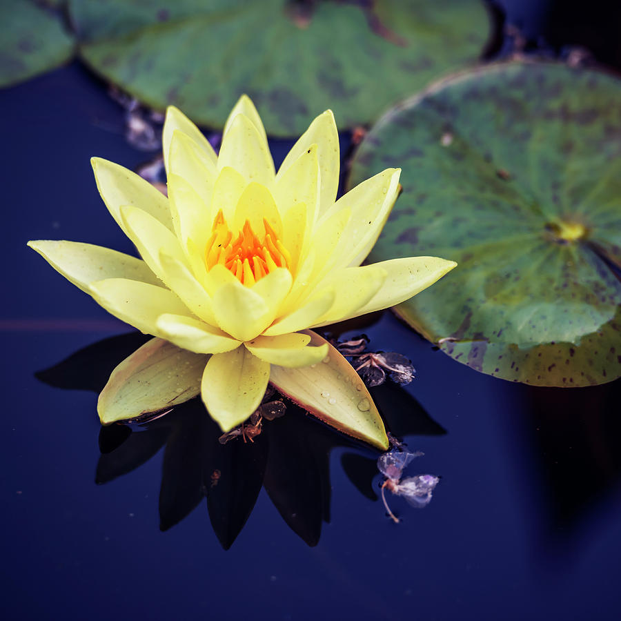 Yellow water lily in a pond Photograph by Vishwanath Bhat