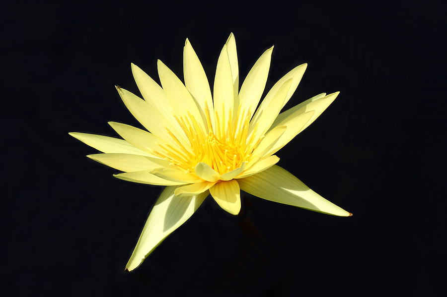 Yellow Water Lily Photograph by Lou Ford