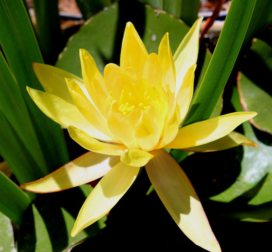 Yellow water Lily Photograph by M Diane Bonaparte