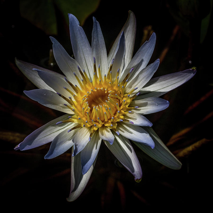 Yellow Water Lily Photograph by Paul Freidlund