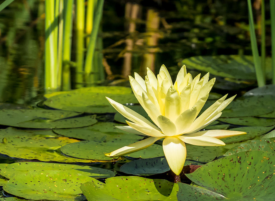 Yellow Water Lily Photograph by Paula Ponath