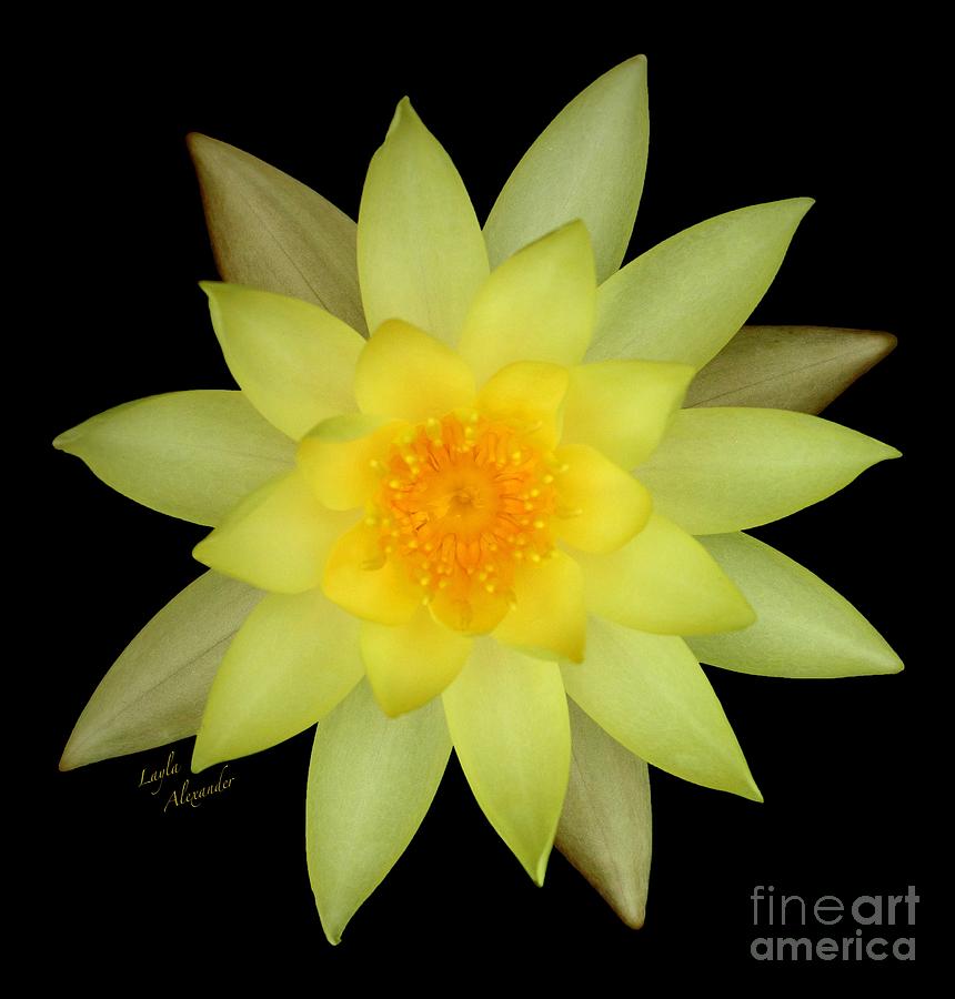 Flowers Still Life  - Yellow Water Lily square transparent by Layla Alexander