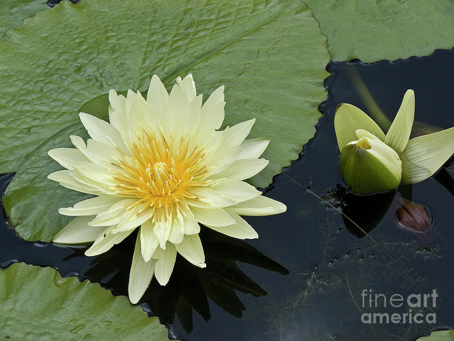 Yellow Water Lily with bud Nymphaea Photograph by Heiko Koehrer-Wagner