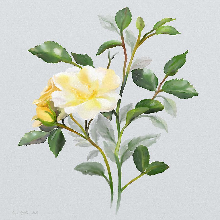 Yellow Watercolor Rose Painting by Ivana Westin