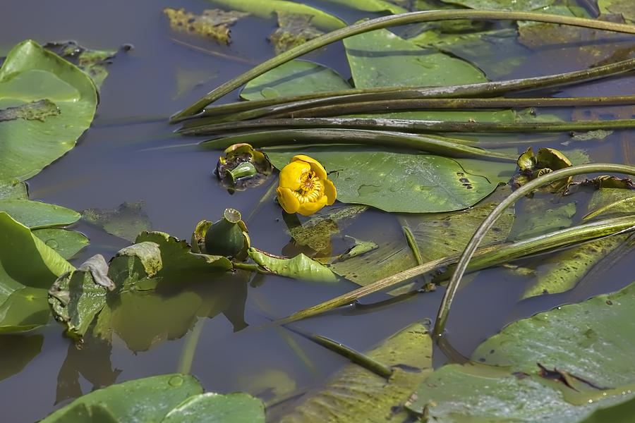 Yellow waterlilly 2015 Photograph by Leif Sohlman