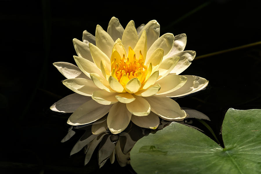 Flower Photograph - Yellow Waterlily by Dave Zeller