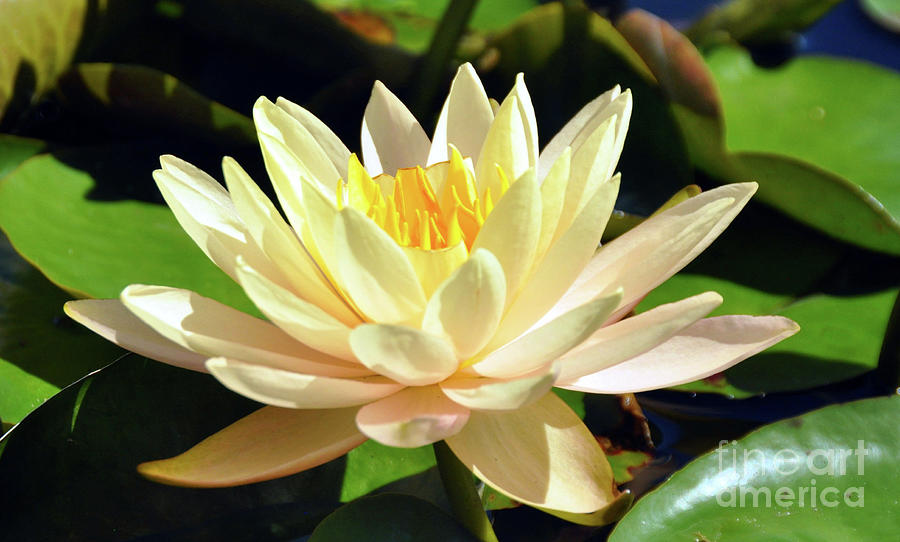 Yellow Waterlily Photograph by Elaine Manley