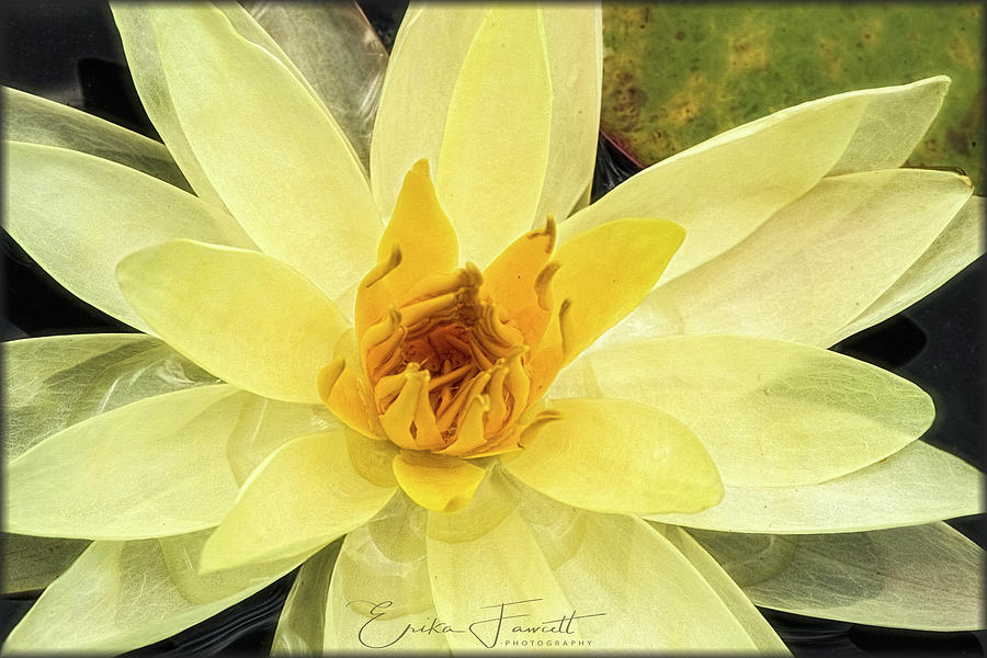 Yellow Waterlily Photograph by Erika Fawcett