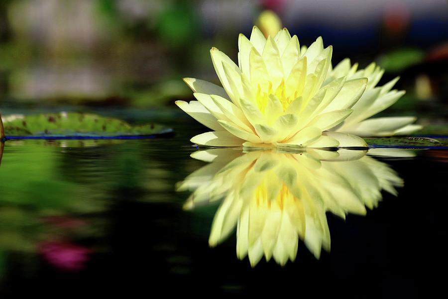 Yellow Waterlily Reflection Photograph by Carol Montoya