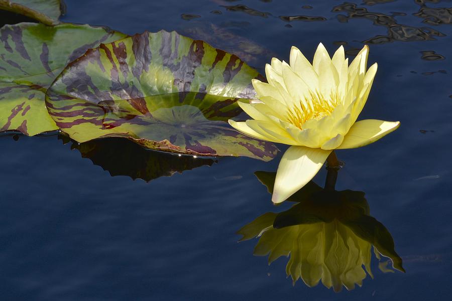 Yellow Waterlily Photograph by Tana Reiff