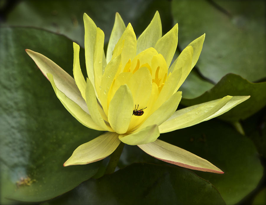 Yellow Waterlily With A Visiting Insect Photograph by Venetia Featherstone-Witty