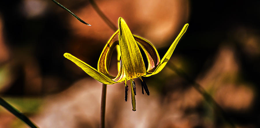 Yellow Weed Bloom Photograph by Michael Whitaker