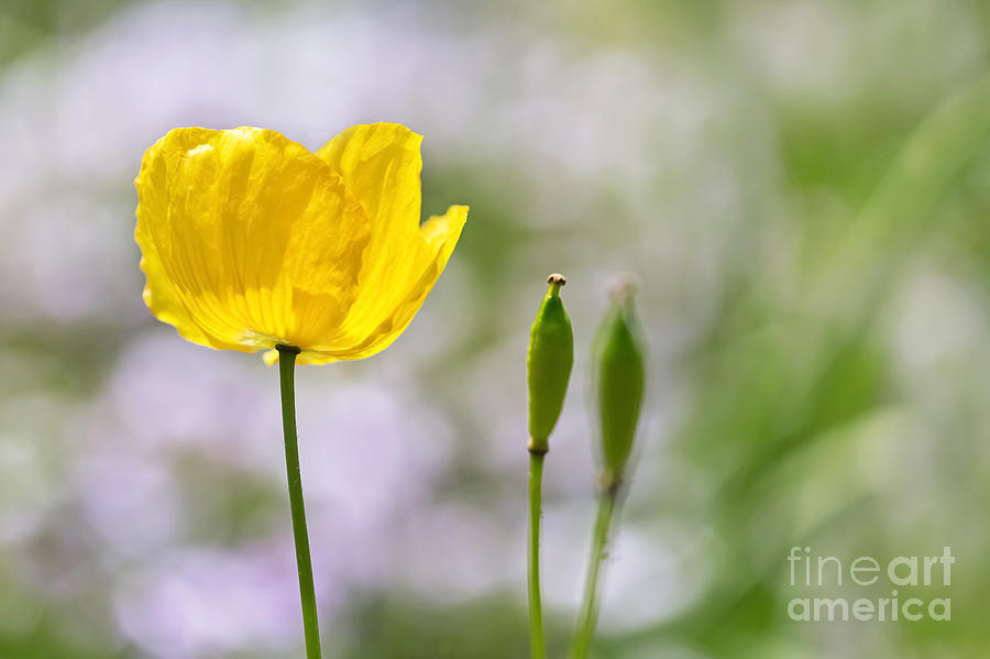 Welsh Poppy Photograph - Yellow Welsh Poppy - Natalie Kinnear Photography by Natalie Kinnear