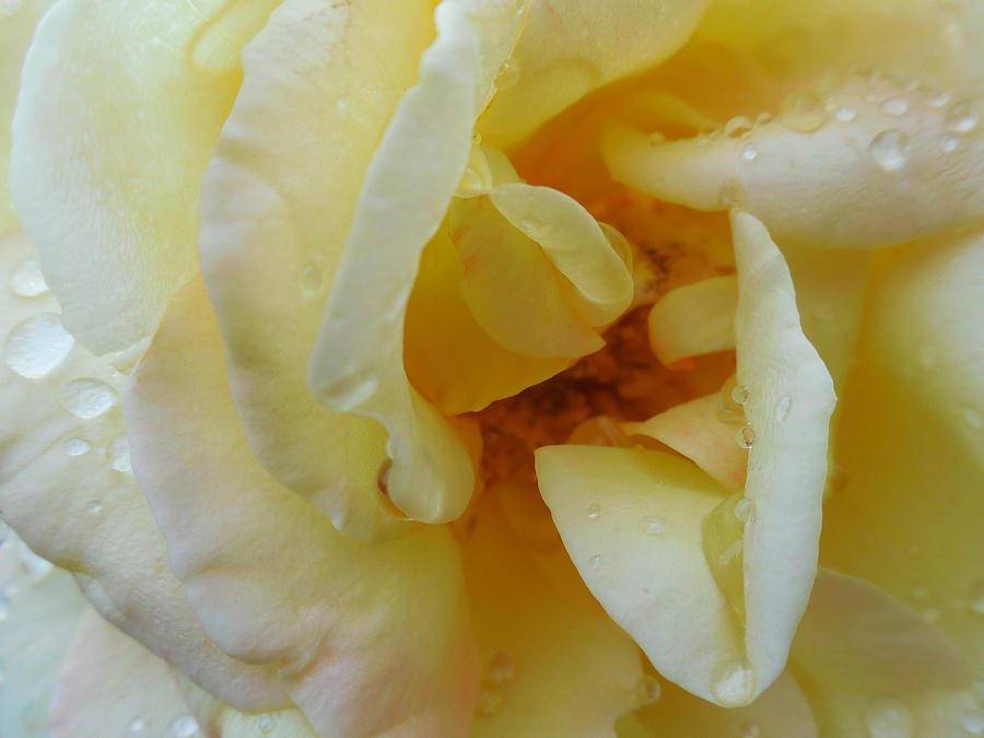 Yellow Wet Rose Photograph by Captain Debbie Ritter