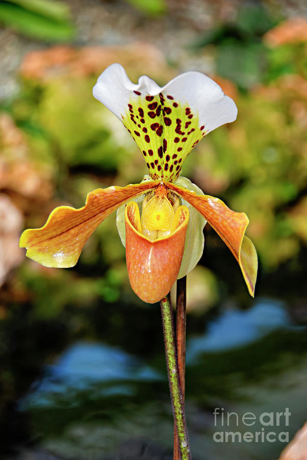 Yellow white Orchid Photograph by Tomi Junger