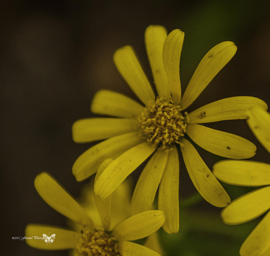 Yellow Wild Daisy 2  Photograph by Debra Forand