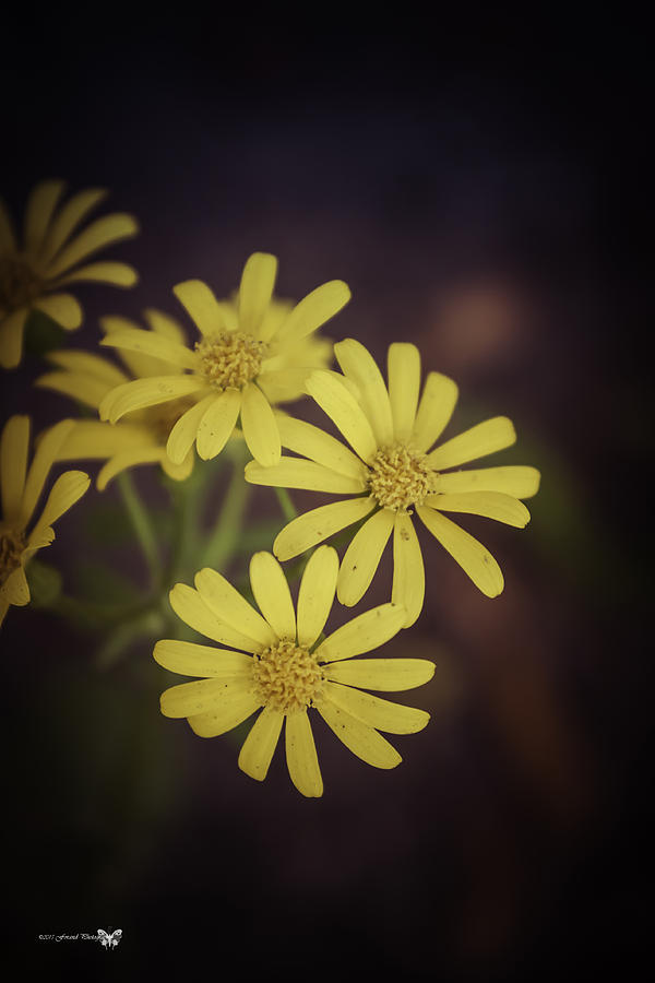 Yellow Wild Daisy  Photograph by Debra Forand