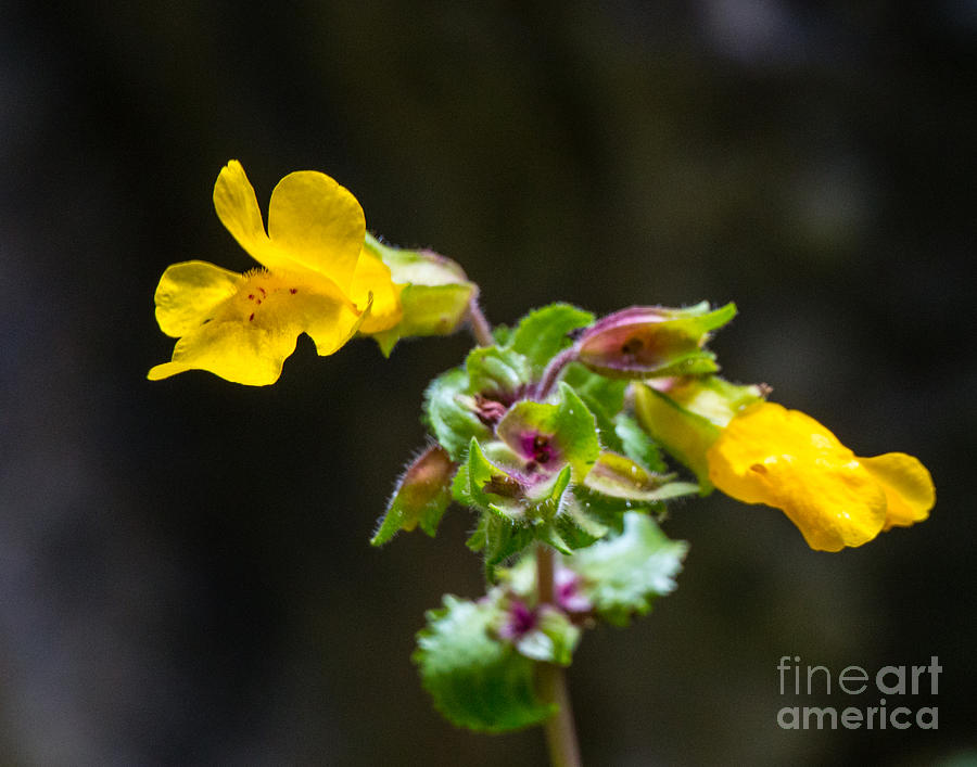 Yellow Wild Flower B3764 Photograph by Stephen Parker
