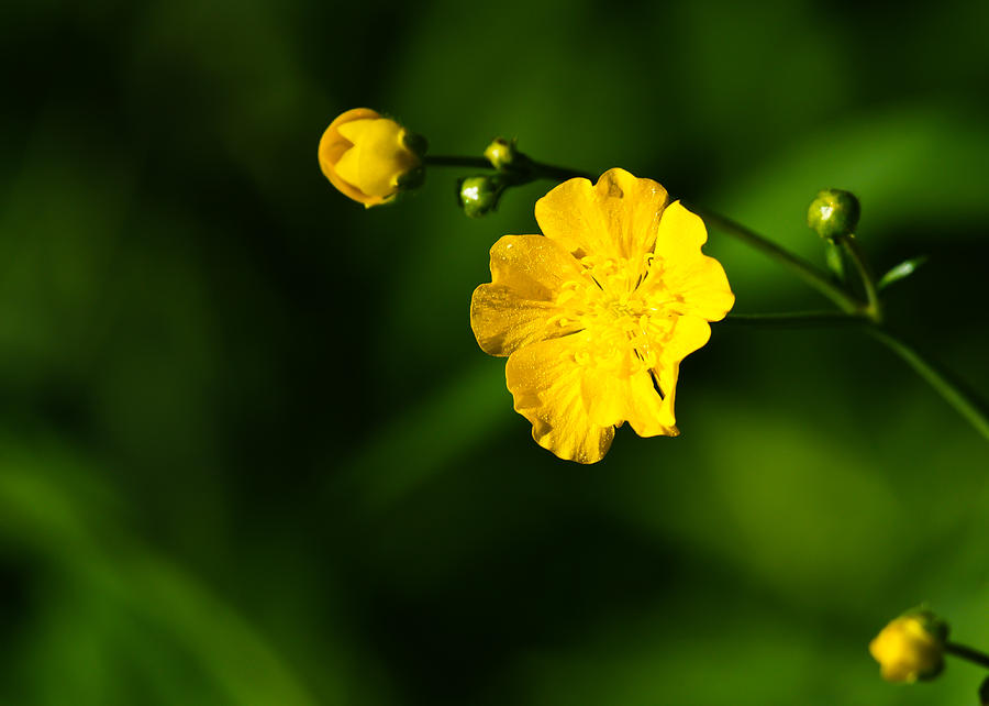 Yellow Wild Flower Photograph by Edward Myers