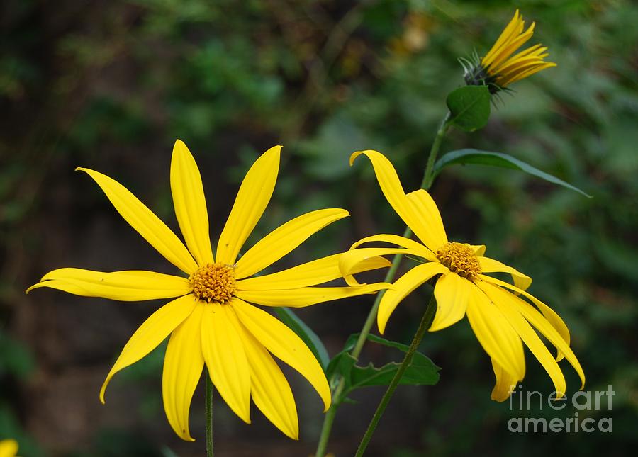 Yellow wild flower Photograph by Eric Liller