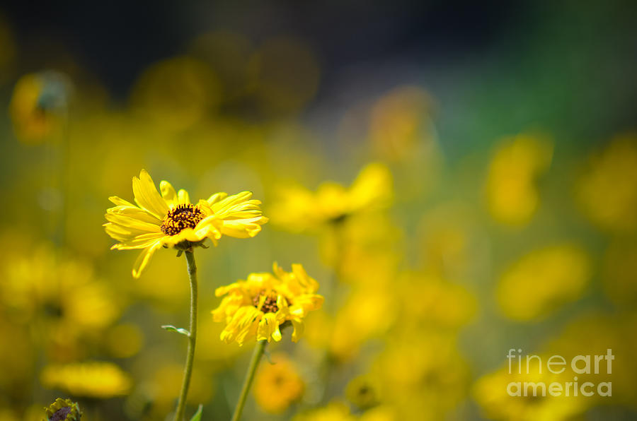 Yellow Wild Flowers Photograph by Kelly Wade