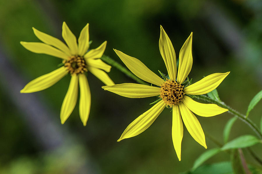 Yellow wild flowers Photograph by Paul Freidlund