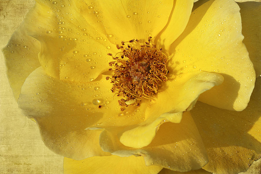 Yellow Wild Rose Photograph by Phyllis Denton