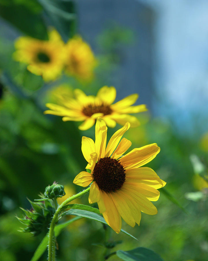 Yellow Wild Sun Flowers Photograph by Brian Kinney