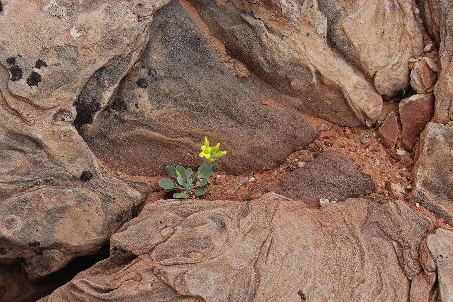 Yellow Wildflower in Utah's Arches National Park by Elizabeth Rose Yellow Wildflower in Utah's Arches National Park by Elizabeth Rose