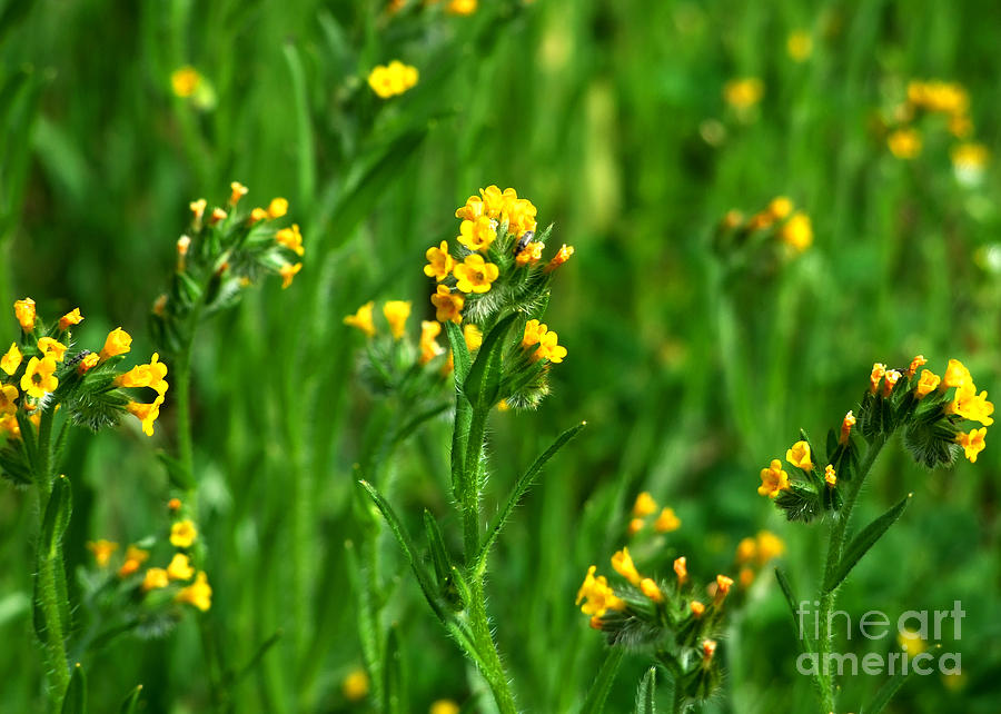 Yellow Wildflower Photograph Photograph by Kristen Fox