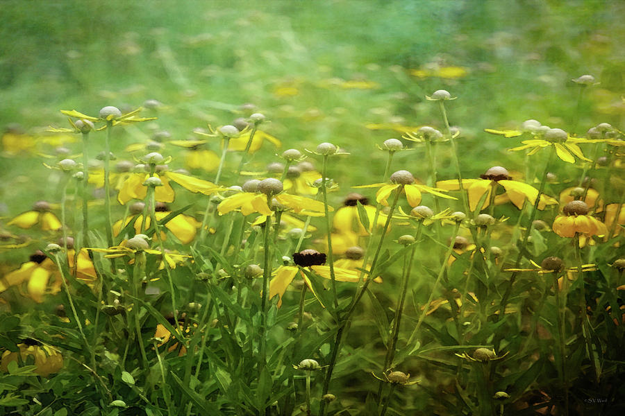 Yellow Wildflowers 2497 Idp_2 Photograph