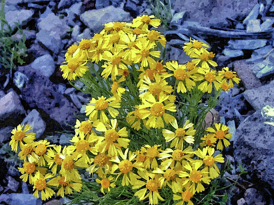 Wildflowers Yellow