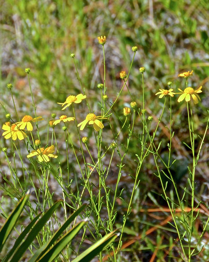 Yellow Wildflowers Photograph by Carol Bradley