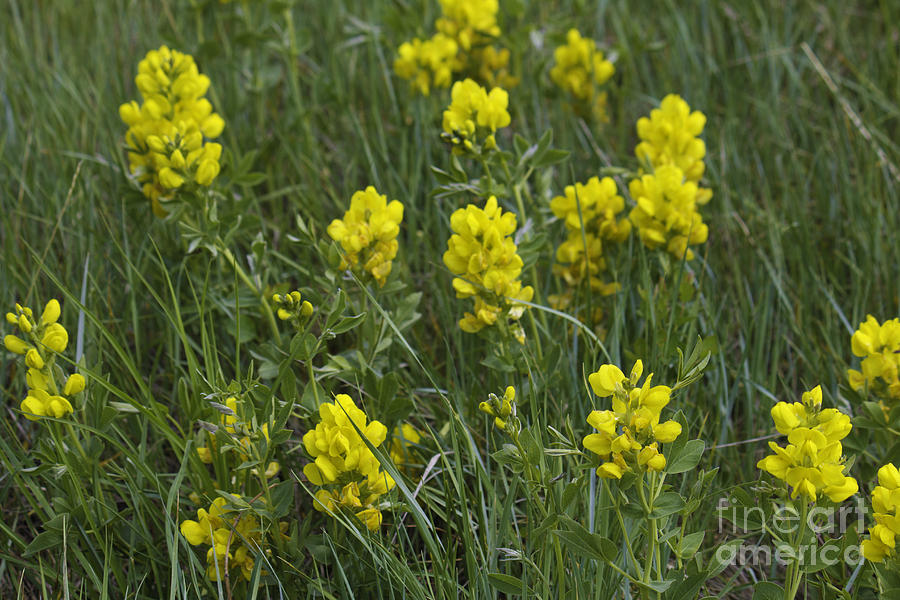 Yellow Wildflowers Photograph by Donna L Munro