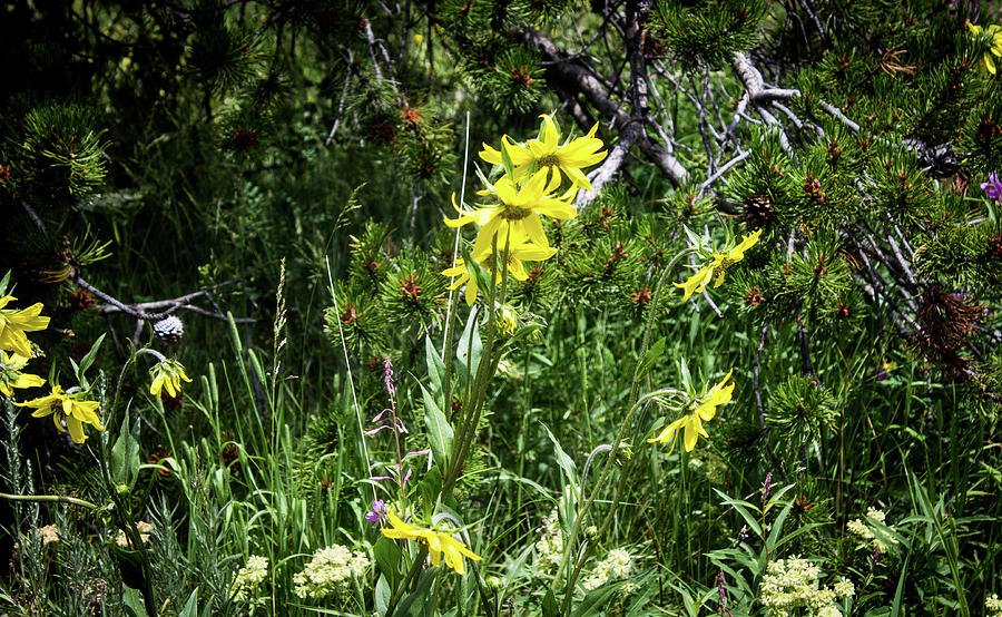 Yellow Wildflowers Photograph by Elaine Webster