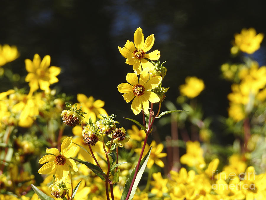Yellow Wildflowers Photograph by Ella Kaye Dickey