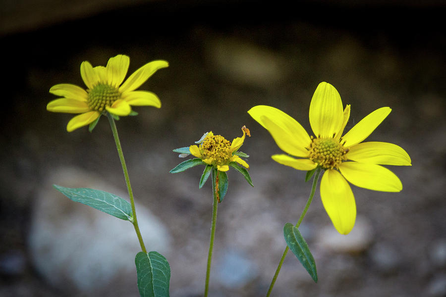 Yellow Wildflowers Photograph by K Bradley Washburn