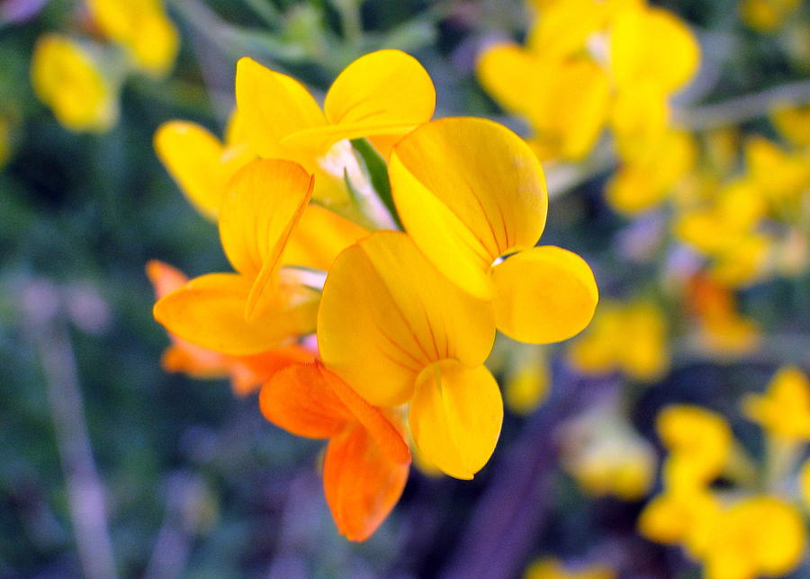 Yellow Wildflowers Photograph by Liz Vernand