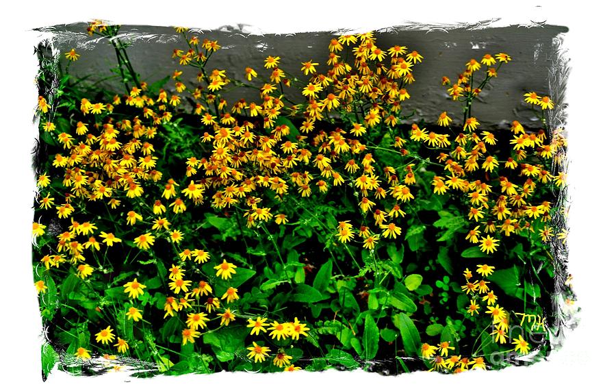 Yellow Wildflowers Photograph by Marsha Heiken