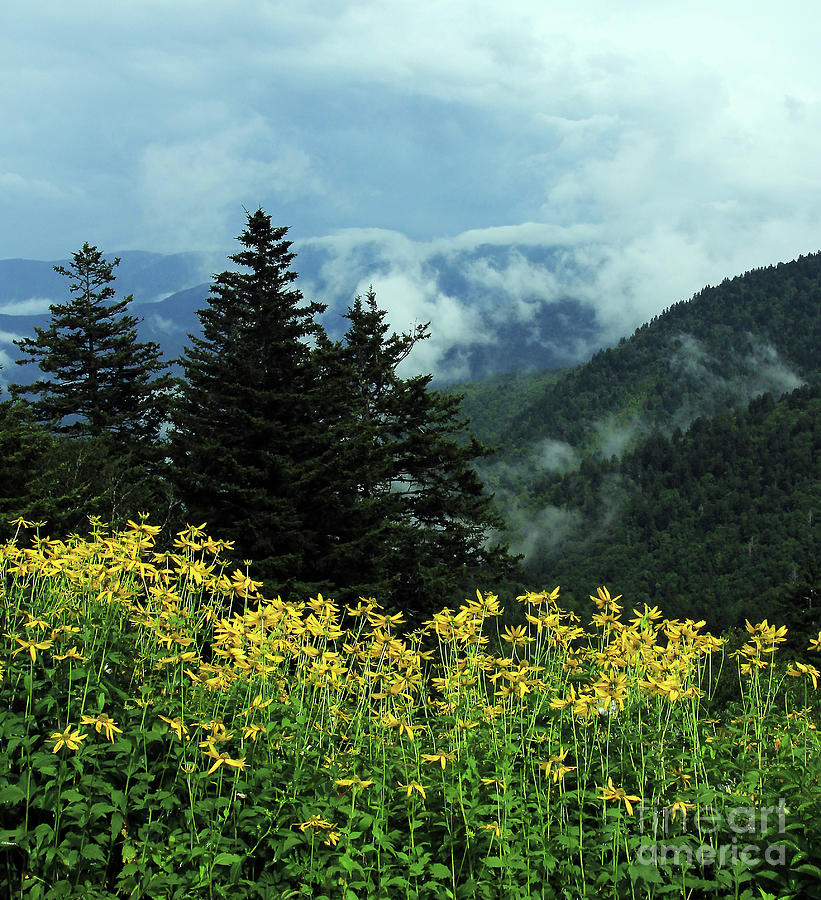 Yellow Wildflowers on The Ridge Photograph by Jennifer Robin