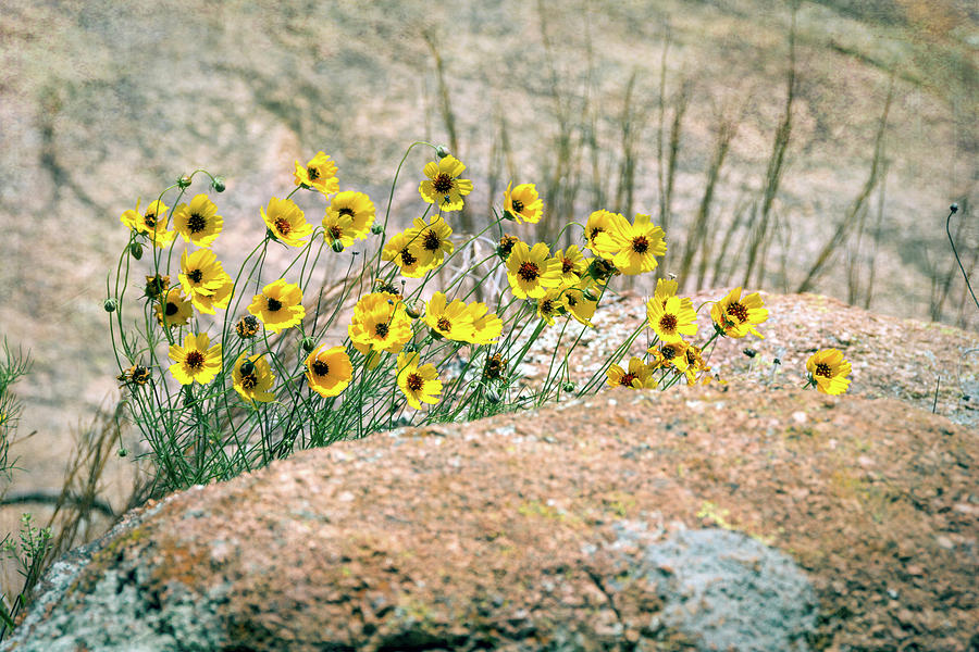 Yellow Wildflowers on the Rocks Photograph by Debra Martz