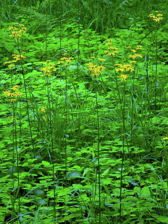 Yellow Wildflowers Photograph by Raymond Salani III